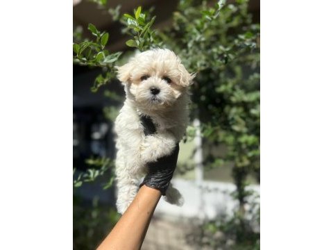 Orjinal tatlı maltipoo yavru