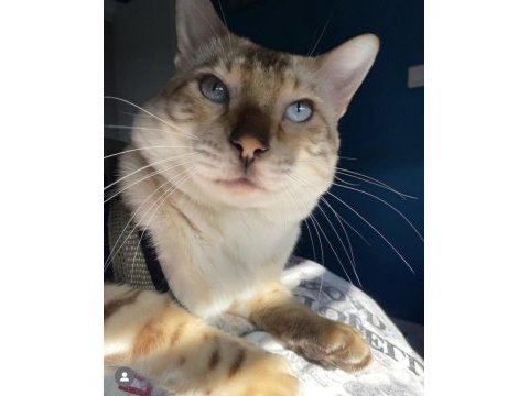 Safkan bengal kedileri