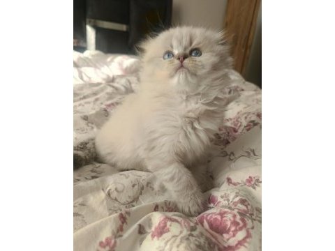 Safkan british longhair erkek
