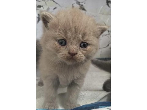 Safkan british shorthair babalık hakkı erkek yavrumuz