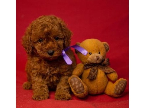 Irk garantili toy poodle yavruları