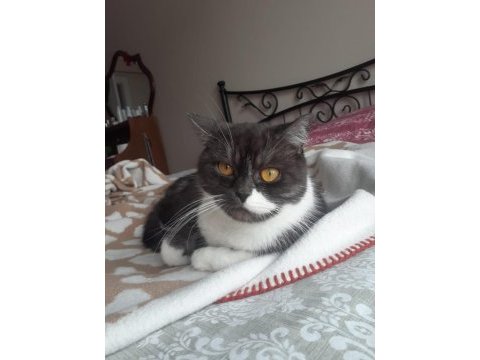 British shorthair 2 buçuk yasinda dişi kedi kısır değil
