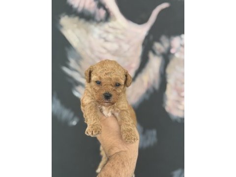 A kalite mini boy maltipoo