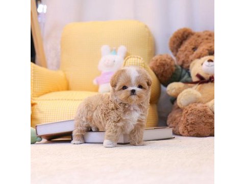 Maltipoo çocuklarım