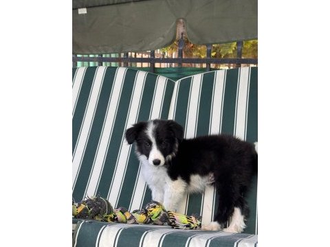 Petmode köpek çiftliğinden border coli yavrularımız