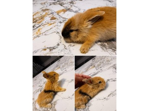 1 aylık orijinal hollanda lop tavşanlarımız