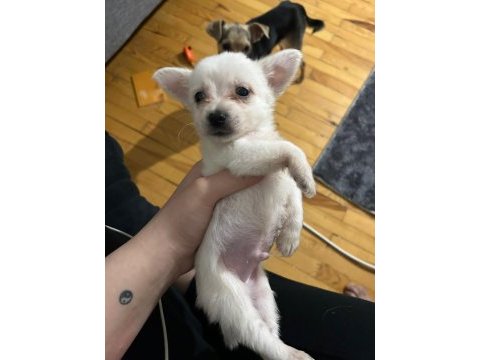Yavru erkek chihuahua