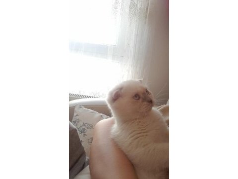 Ankara scottish fold