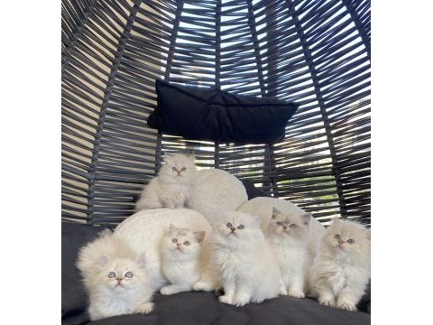 British longhair point bicolor