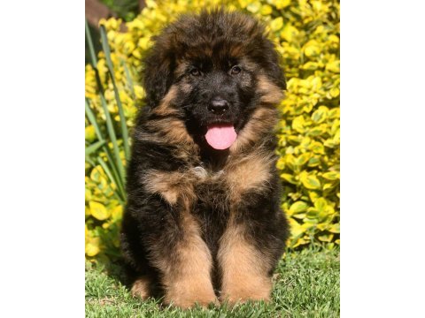 Alman çoban köpeği yavruları