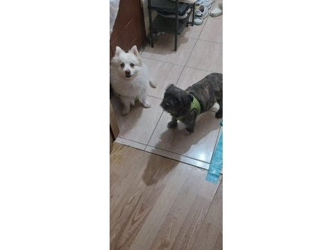 Beyaz volpino köpek ve köyü kahverengi melez kopeğim