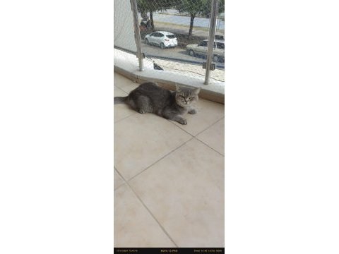 Tamamen takip şartlı british shorthair