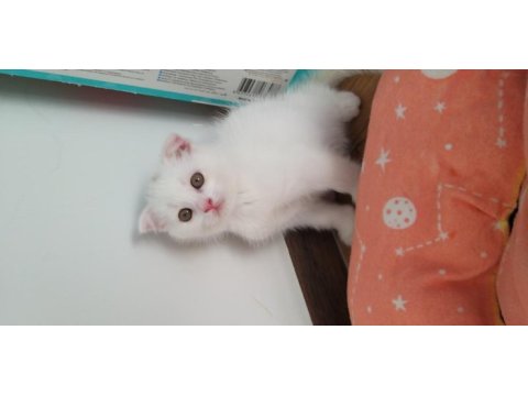 Sağlıklı ve güzel scottish fold yavrularımız