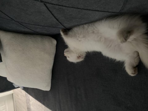 British longhair kedimize yuva arıyoruz
