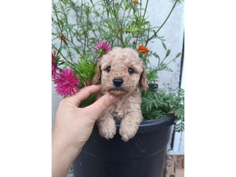 Erkek poodle bebek