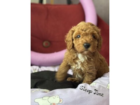 Mükemmel kaliteli oyuncak gibi poodle yavrularımız