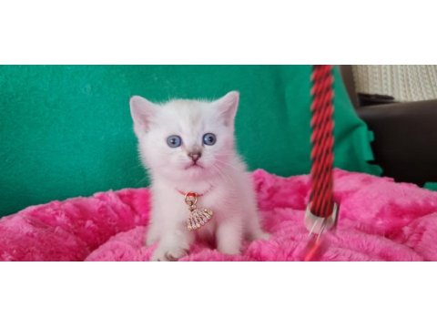 Bluepoint british shorthair dişi yavrumuz gitmeye hazır