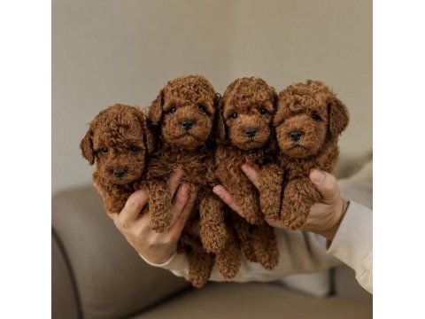 Safkan toy poodle yavruları