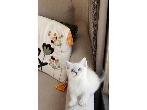 Sevecen oyuncu british shorthair yavrular