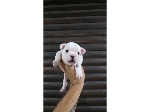 French bulldog klasik