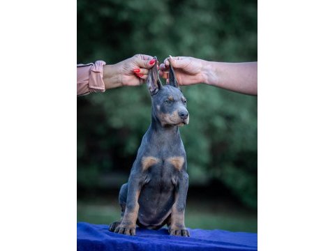 Irkının en kalitelisi doberman yavrular