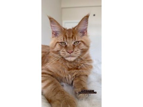 Her ile bizzat teslim anne ve baba şampiyon maine coon