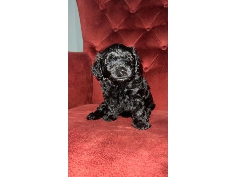 Maltipoo 35 günlük yavrularımız