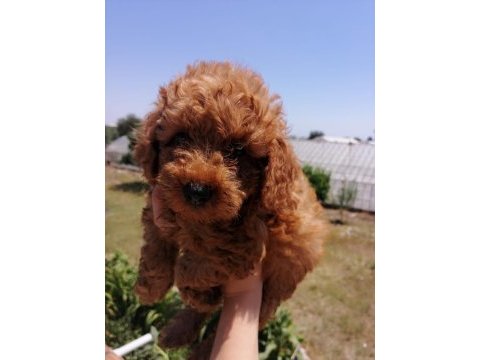 Ankranın en seçkin toy poodle yavruları ziyarete açık