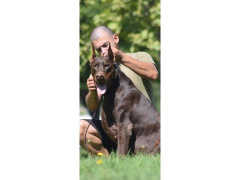 A kalite iri döşlü doberman yavru