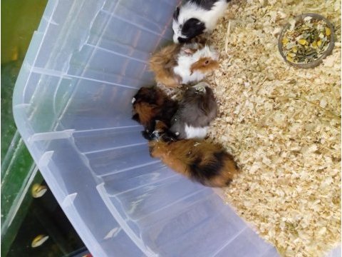 Yavru guinea pig