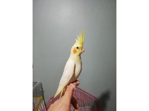 Albino ve lutino sultan papağanı