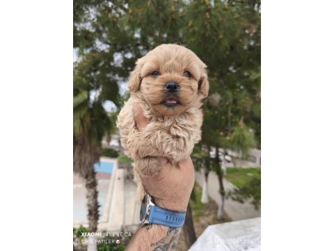 Maltipoo bebekler