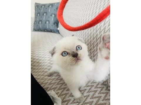Scottish blue point erkek