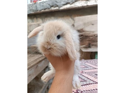 Lop tavşanı