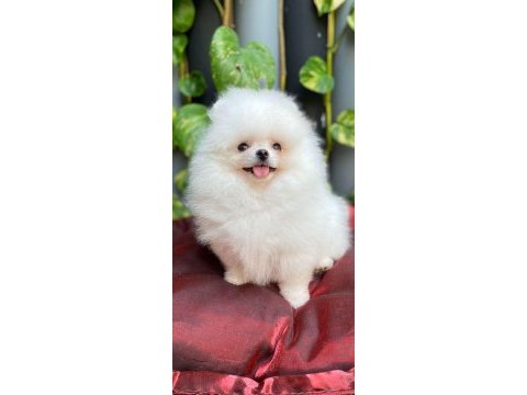 Pomeranian harika
