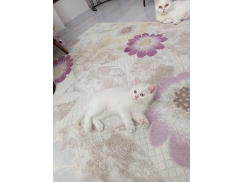 Sevimli british shorthair bebişler