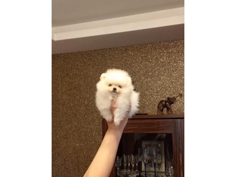 3 aylık dişi orijinal pomeranian boo