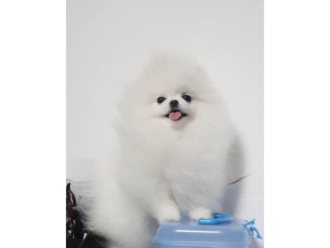 8 aylık erkek pomeranian