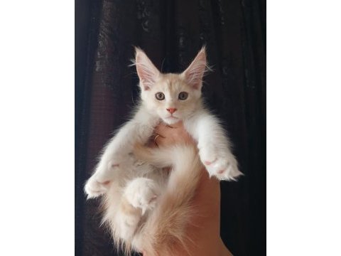 Mucize cattery pet ve üretim için maine coon