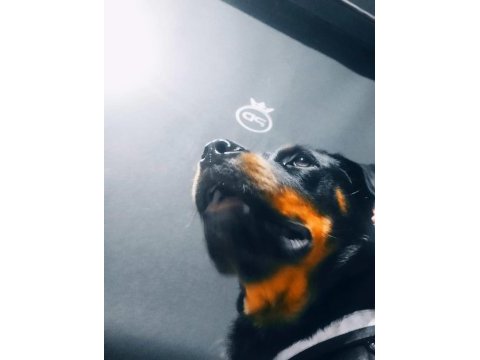 10 aylık dişi şampiyon yavrusu rottweiler safkan