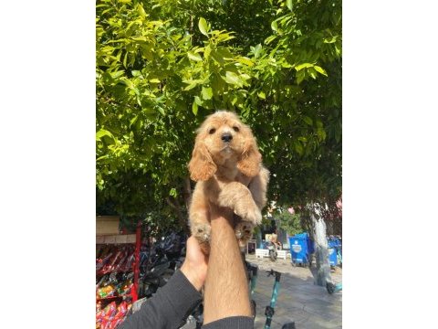 Irk ve sağlık garanti orjinal cocker bebeğimiz