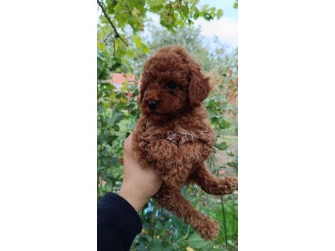 Irk ve sağlık garantili 10 numara poodle yavrular