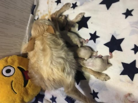 Yeni chihuahua bebekler doğdu 4 beyaz 1 sarı