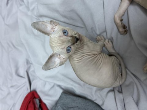 Yavru sphynx