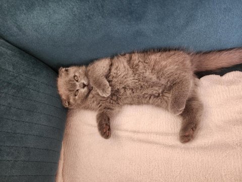 Safkan scottish fold