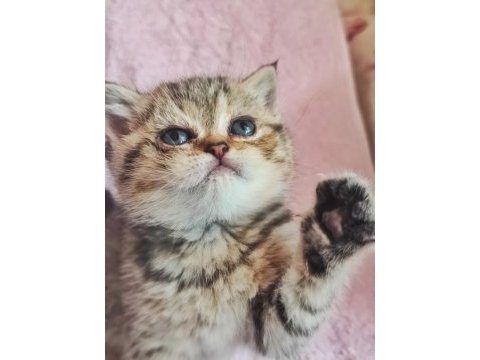 58 günlük tabby renk dişi yavrumuz yeni yuvasına hazır kedim