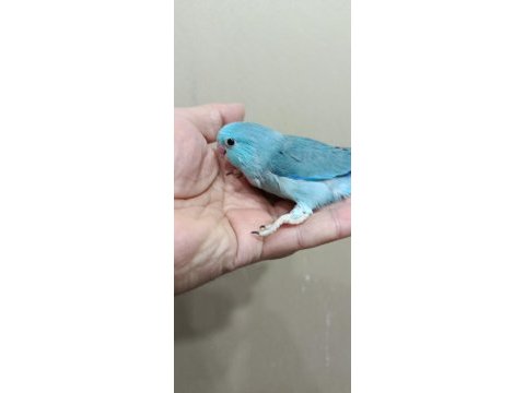 Turkuaz mavi erkek forpus bebek