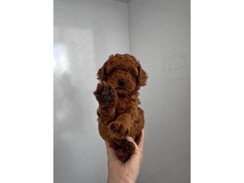 Toy poodle detay için iletişime geçebilirsiniz