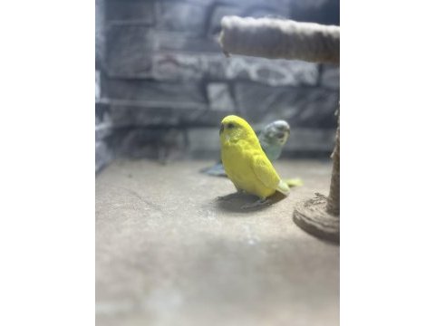 Satılık muhabbet kuşu takım