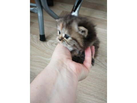 1 dişi ve 2 erkek exotic shorthair yavrularım